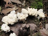 Tremellodendron pallidum image