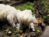 Tremellodendron pallidum image