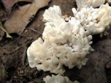 Tremellodendron pallidum image