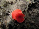 Sarcoscypha occidentalis image