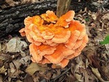 Laetiporus cincinnatus image