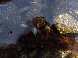 Vibrissea truncorum image