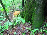 Laetiporus cincinnatus image