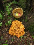 Laetiporus cincinnatus image