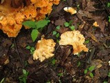 Laetiporus cincinnatus image