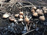 Psathyrella pennata image