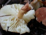 Cystodermella cinnabarina image