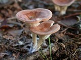 Clitocybe gibba image