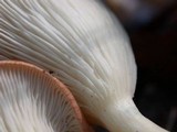 Clitocybe gibba image