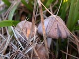 Coprinopsis variegata image