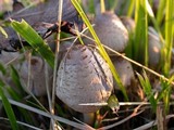 Coprinopsis variegata image