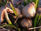 Coprinopsis variegata image