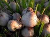 Coprinopsis variegata image