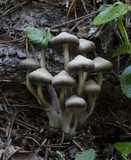 Mycena overholtsii image