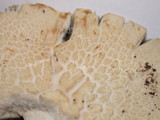 Agrocybe dura image