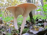 Infundibulicybe geotropa image