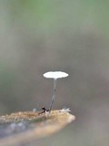Tetrapyrgos nigripes image