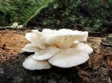 Pleurotus pulmonarius image