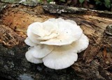 Pleurotus pulmonarius image