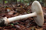 Amanita roseitincta image
