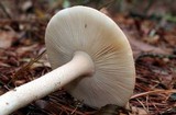 Amanita roseitincta image