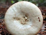 Amanita roseitincta image