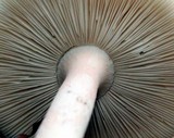 Amanita roseitincta image
