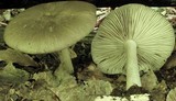 Megacollybia rodmanii image