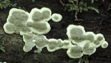 Kretzschmaria deusta image