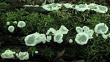 Kretzschmaria deusta image