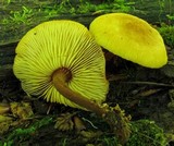 Xeromphalina tenuipes image