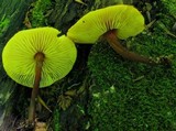 Xeromphalina tenuipes image