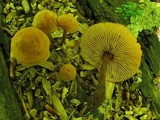 Xeromphalina tenuipes image