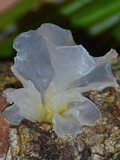 Tremella fuciformis image