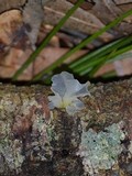Tremella fuciformis image