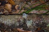 Tremella fuciformis image