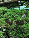 Helvella dissingii image