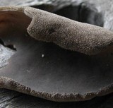 Helvella dissingii image