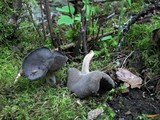 Helvella dissingii image