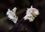Xylaria cubensis image