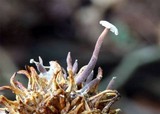 Marasmiellus praeacutus image