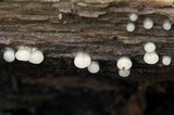 Helicogloea compressa image