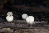 Helicogloea compressa image