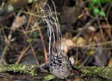 Xylaria liquidambaris image