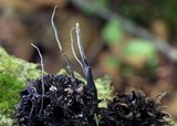 Xylaria liquidambaris image