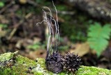 Xylaria liquidambaris image