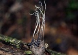 Xylaria liquidambaris image