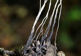 Xylaria liquidambaris image
