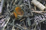 Caloscypha fulgens image