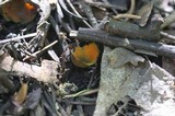 Caloscypha fulgens image
